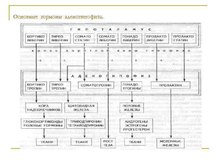 Основные гормоны аденогипофиза. 