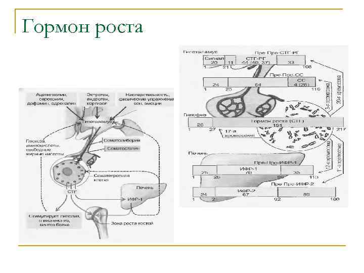 Гормон роста схема приема