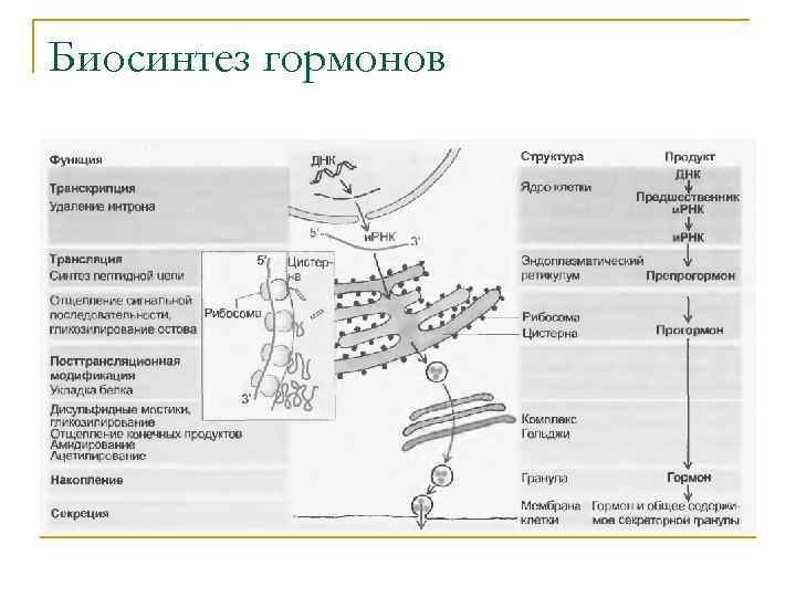 Химическая природа гормонов схема