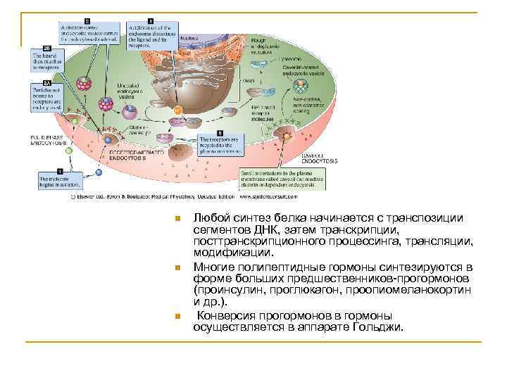 n n n Любой синтез белка начинается с транспозиции сегментов ДНК, затем транскрипции, посттранскрипционного