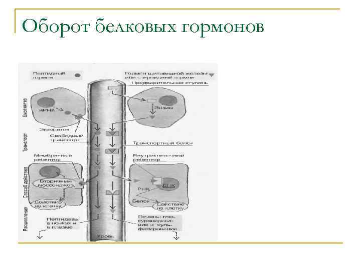 Оборот белковых гормонов 