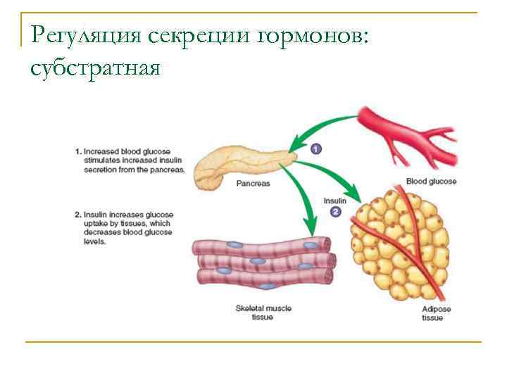 Регуляция секреции гормонов: субстратная 