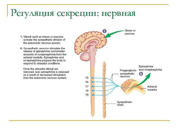 Регуляция секреции: нервная 