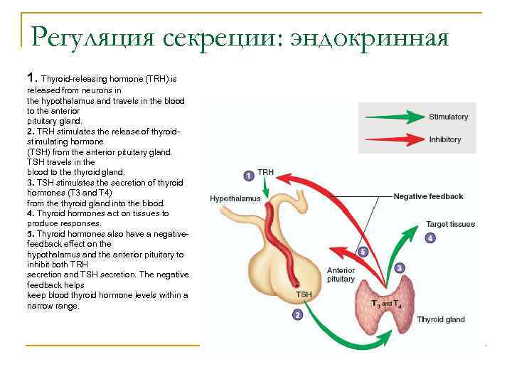 Регуляция желез