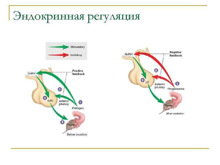 Эндокринная регуляция