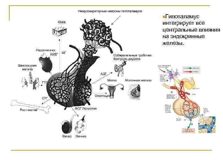 n. Гипоталамус интегрирует все центральные влияния на эндокринные железы. 