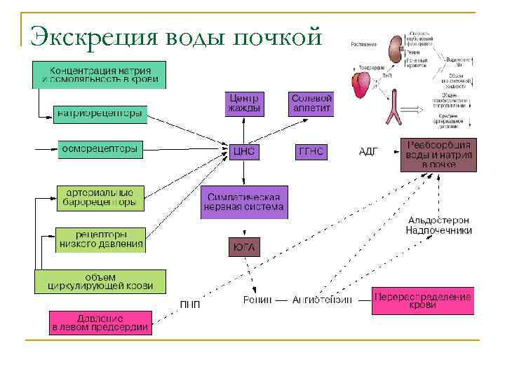 Экскреция воды почкой 