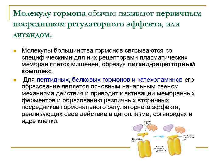 Молекулу гормона обычно называют первичным посредником регуляторного эффекта, или лигандом. n n Молекулы большинства