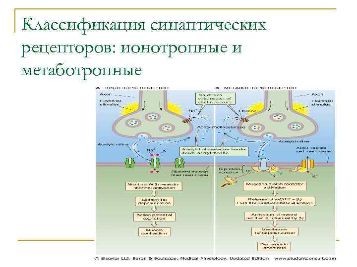 Классификация синаптических рецепторов: ионотропные и метаботропные 