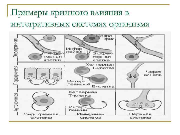 Примеры кринного влияния в интегративных системах организма 