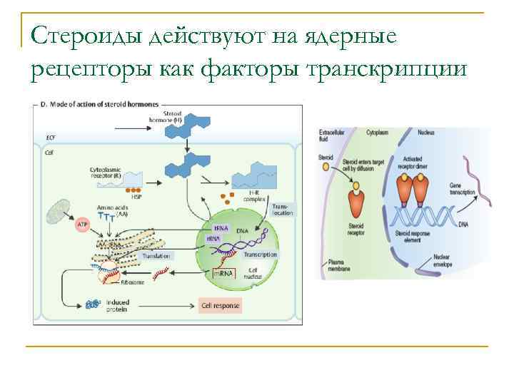 Стероиды действуют на ядерные рецепторы как факторы транскрипции 