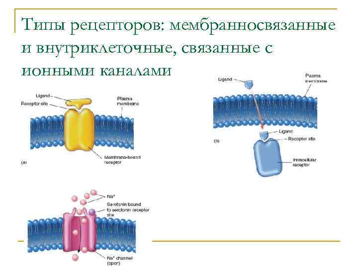 Типы рецепторов: мембранносвязанные и внутриклеточные, связанные с ионными каналами 