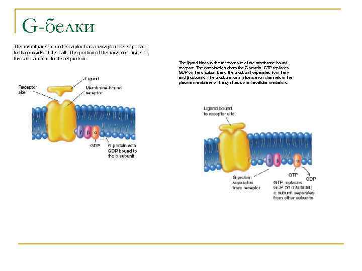 G-белки The membrane-bound receptor has a receptor site exposed to the outside of the