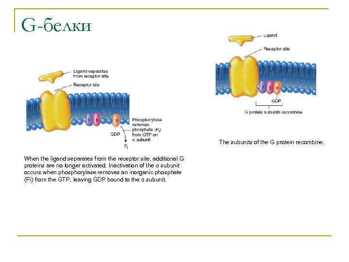 G-белки The subunits of the G protein recombine. When the ligand separates from the
