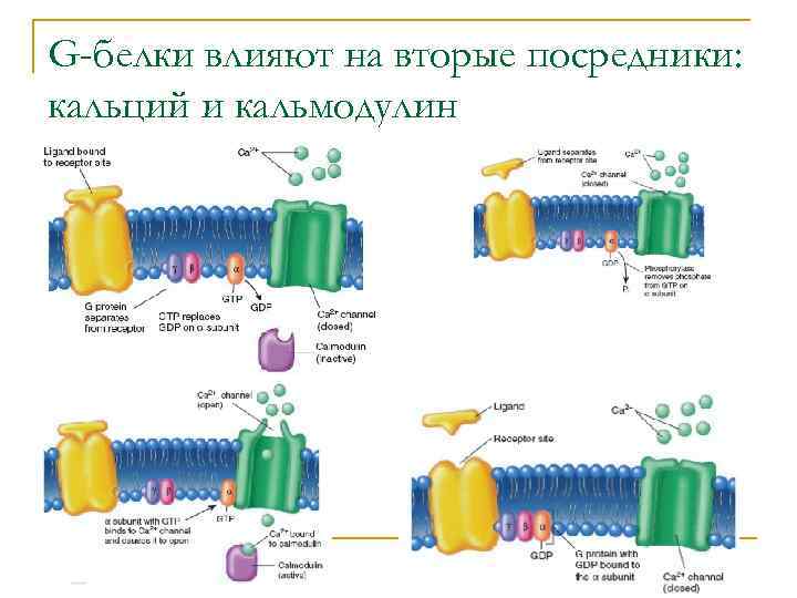 G-белки влияют на вторые посредники: кальций и кальмодулин 