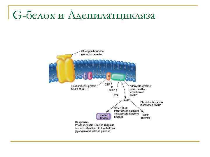 G-белок и Аденилатциклаза 