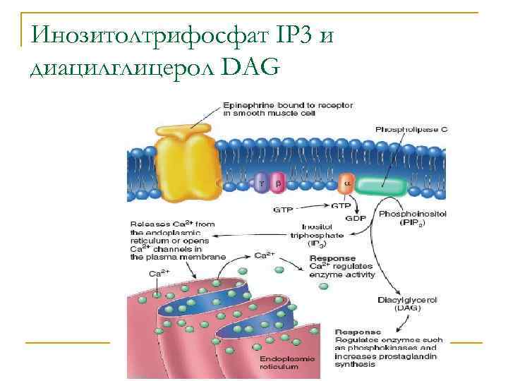 Инозитолтрифосфат IP 3 и диацилглицерол DAG 