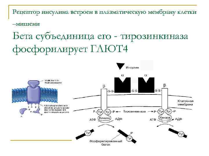 Рецептор инсулина встроен в плазматическую мембрану клетки –мишени Бета субъединица его - тирозинкиназа фосфорилирует