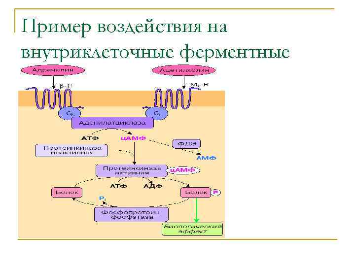 Пример воздействия на внутриклеточные ферментные системы. 
