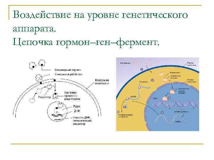 Воздействие на уровне генетического аппарата. Цепочка гормон–ген–фермент. 