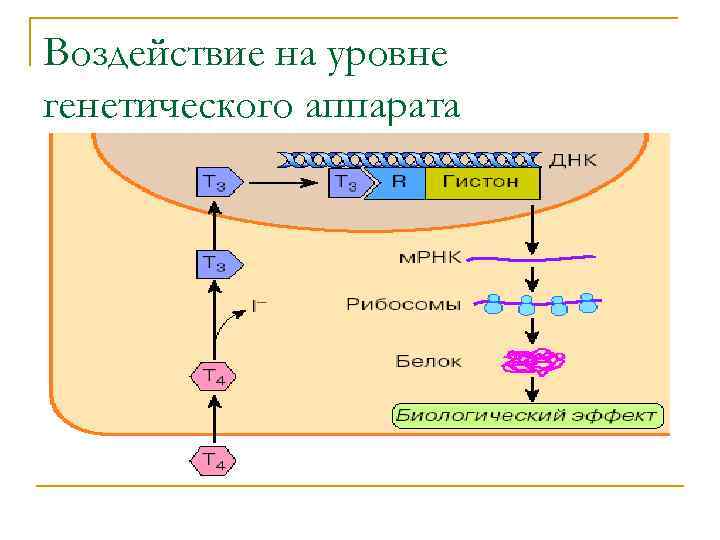 Воздействие на уровне генетического аппарата 