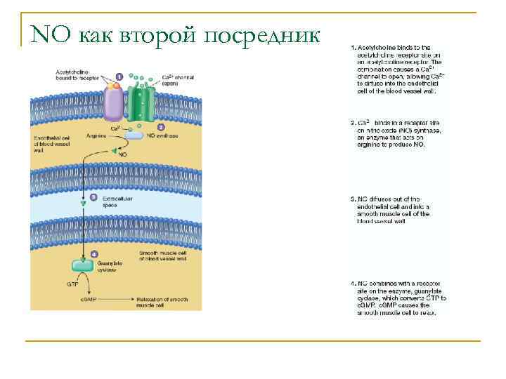 NO как второй посредник 