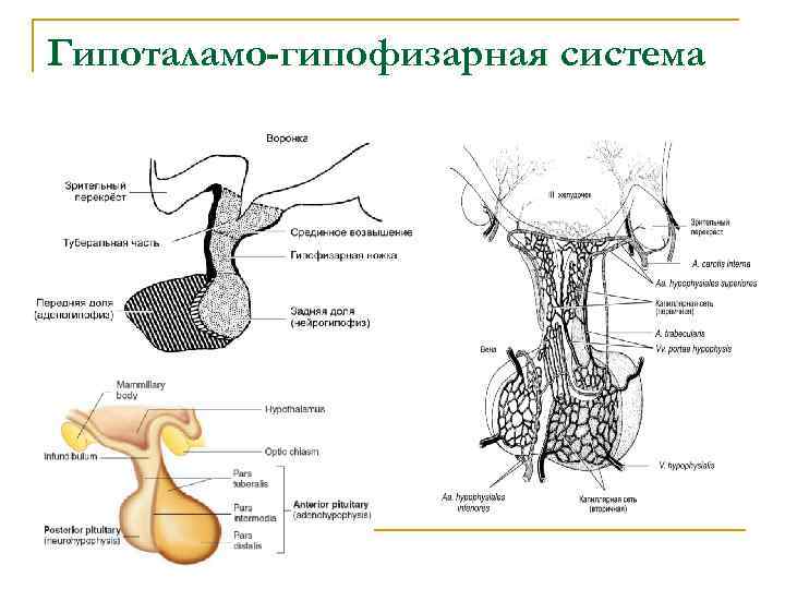 Гипоталамо гипофизарная система. Схема строения гипоталамо гипофизарной системы. Строение гипоталамо-гипофизарной системы гистология. Гипоталамо-гипофизарная система гистология кратко. Гипоталамо-гипофизарная система животных схема.