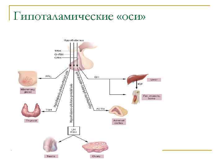Гипоталамические «оси» 