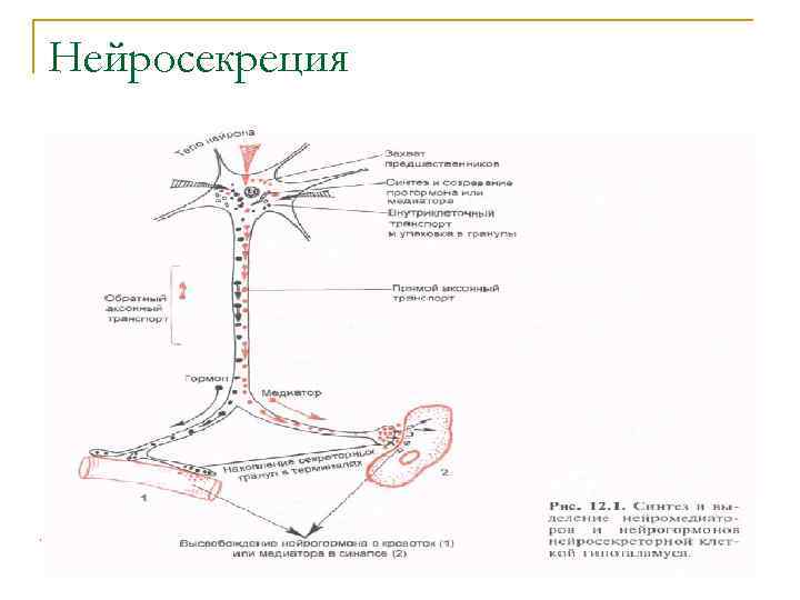 Нейросекреция 