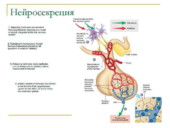 Нейросекреция 