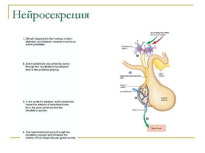 Нейросекреция 