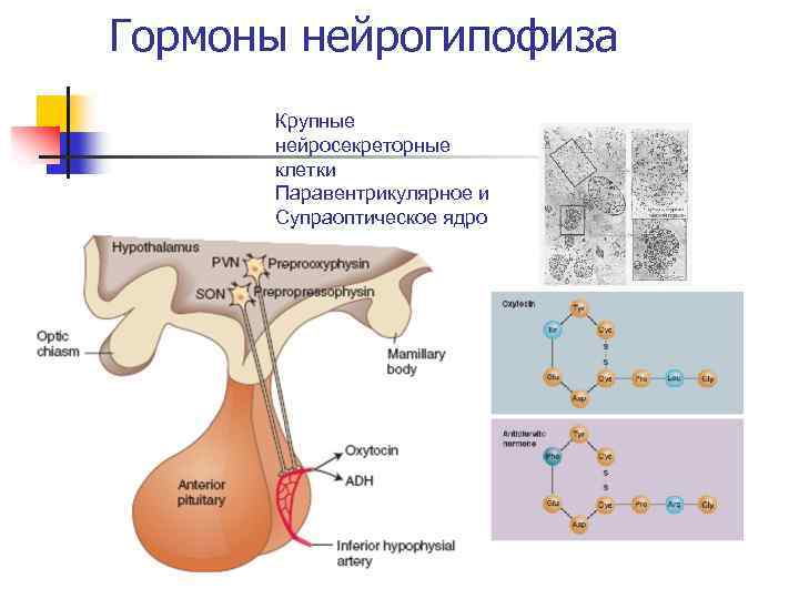 Нейрогипофиз. Гормоны, вырабатываемые нейрогипофизом. Гормоны аденогипофиза и нейрогипофиза. Нейрогипофиз продуцирует следующие гормоны. Гормоны, депонирующиеся в нейрогипофизе:.