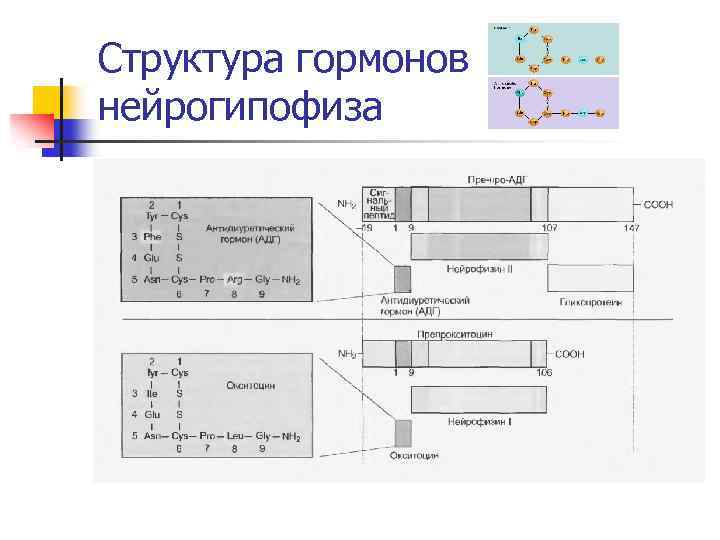 Структура гормонов нейрогипофиза 