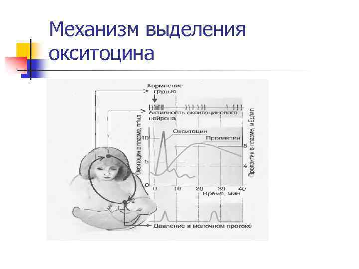 Механизм выделения окситоцина 