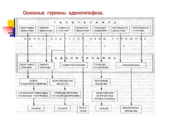 Основные гормоны аденогипофиза. 
