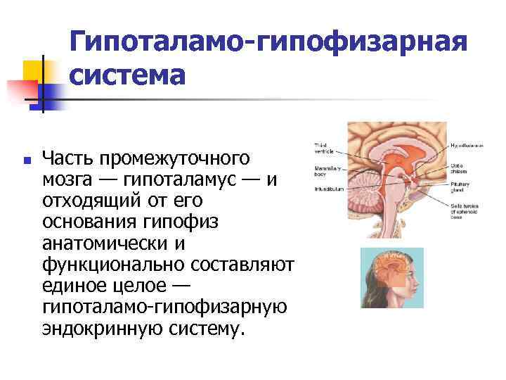 Гипоталамо гипофизарная система картинки