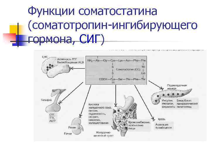 Вопросы железы. Функции гормона соматостатина. Гормона соматостатина схема. Механизм действия соматостатина. Гипоталамо-гормон роста.