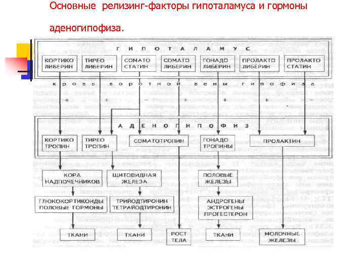Основные релизинг-факторы гипоталамуса и гормоны аденогипофиза. 