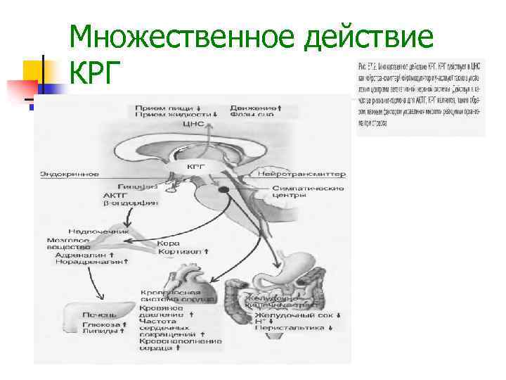 Схема взаимовлияния органов гипоталамо гипофизарной системы