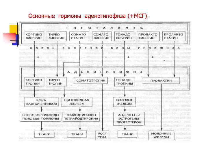 Основные гормоны аденогипофиза (+МСГ). 