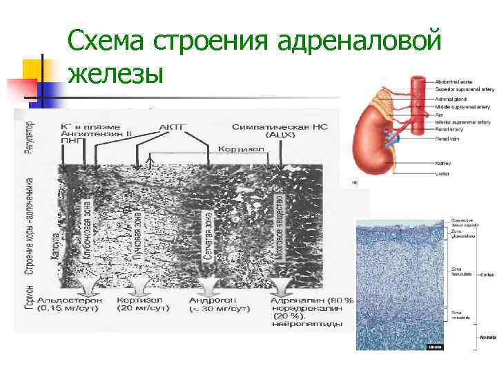 Вопросы железы. Железы адреналовой системы. Адреналовая железа строение. Адреналовая группа желез.