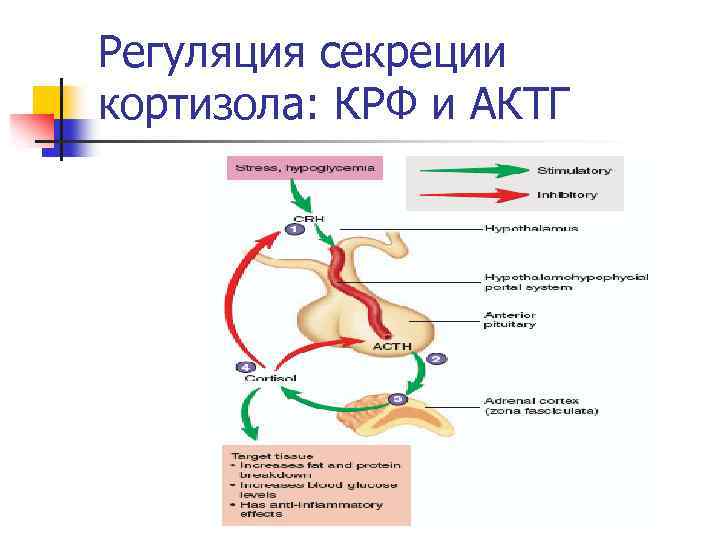 Вопросы железы. Регуляция секреции кортизола. Схема регуляции синтеза кортизола. Регуляция выработки кортизола. Регуляция секреции гормона АКТГ.