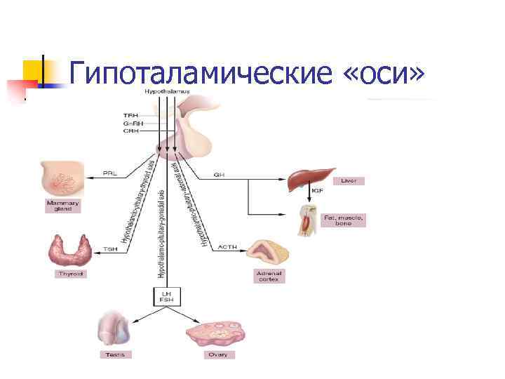 Вопросы железы