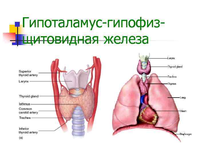 Железы гипофиз щитовидная железа