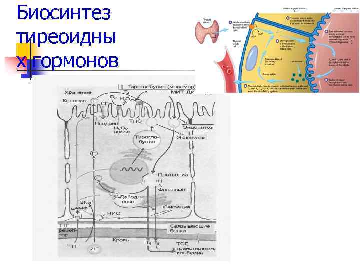 Биосинтез тиреоидны х гормонов 