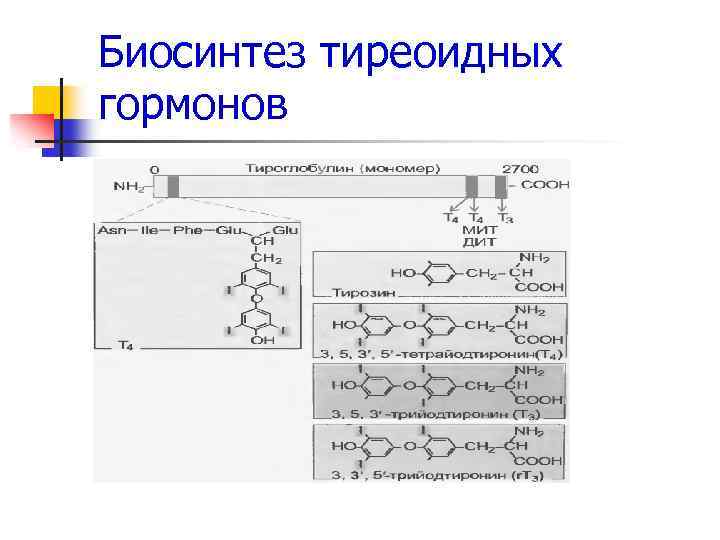 Уровень тиреоидных гормонов