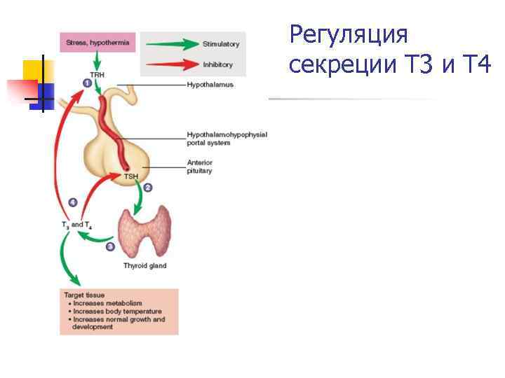 Вопросы железы. Железы внутренней секреции гипоталамо гипофизарной системы. Регуляция секреции т3 и т4. Регуляция желез внутренней секреции. Иннервация эндокринных желез.