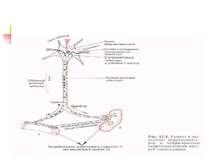 Нейросекреция 