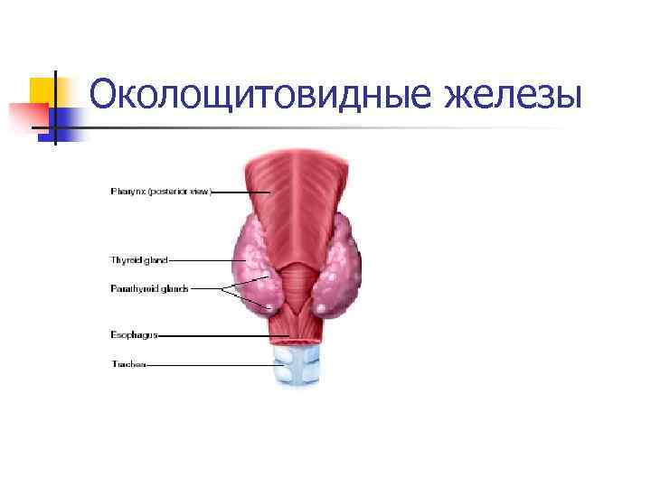 Околощитовидные железы 