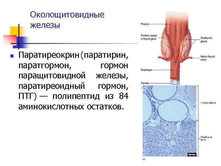 Околощитовидные железы n Паратиреокрин (паратирин, паратгормон, гормон паращитовидной железы, паратиреоидный гормон, ПТГ) — полипептид